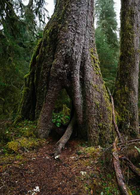 The entrance to One Square Inch through an arch in a sitka spruce that’s big enough to walk through.
